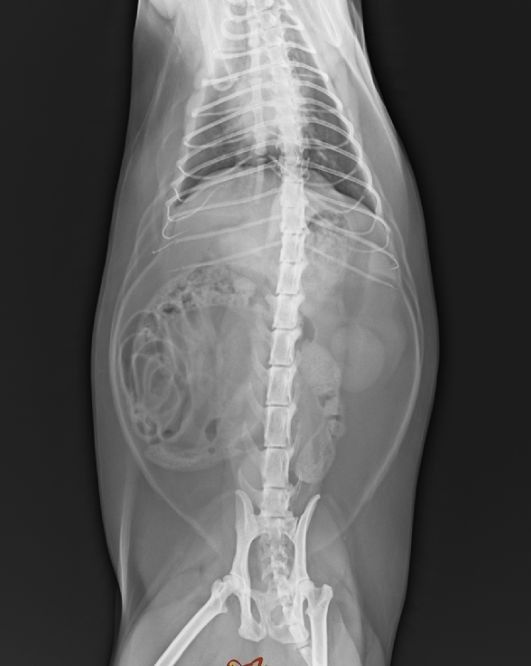 Clear Konida X Ray Dry Film , Fuji Medical Diagnostic Imaging